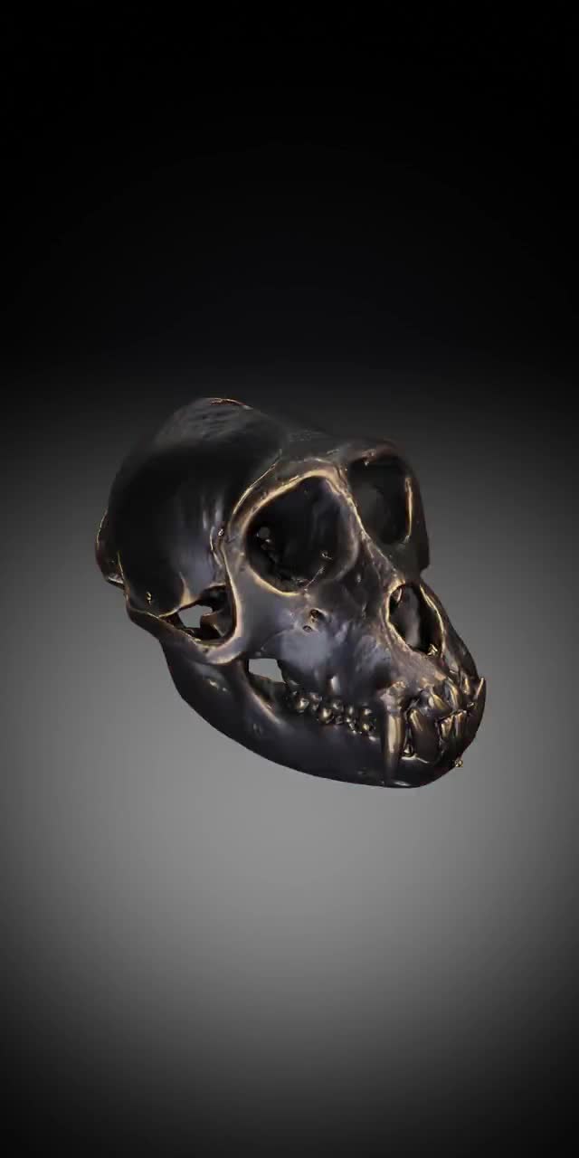 猿の頭蓋骨 - 3D プリントモデル |カスタムサイズとカラー | LED